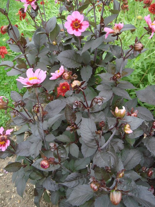 Dahlia x 'Hiss Wink'